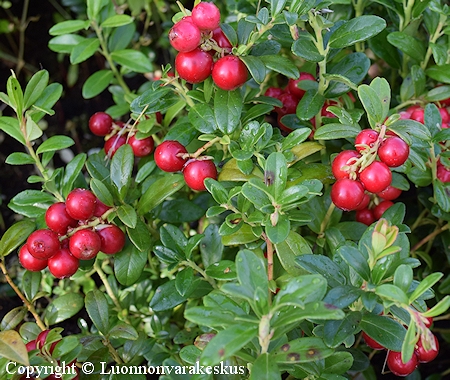 Vaccinium Vitis idaea Otson Karkki Puolukka Lingon